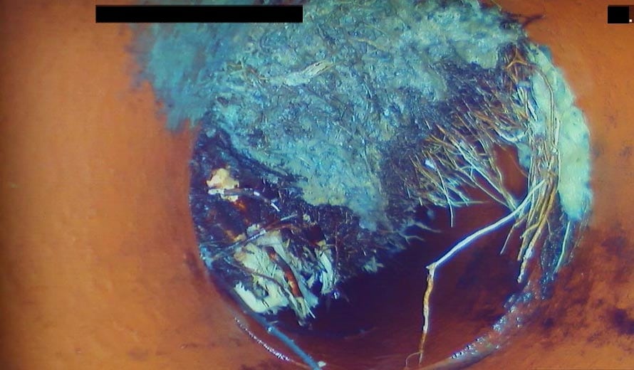 Major Root Intrusion Inside a Clay Sewer Pipe